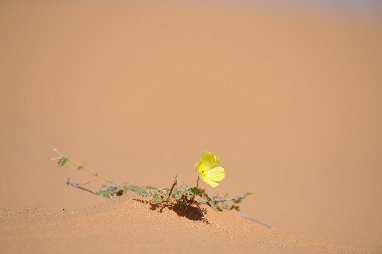 IPBES - some (good) rules for engagement - capturing knowledge and values around Ecosystem Services IPBES - some (good) rules for engagement - capturing knowledge and values around Ecosystem Services