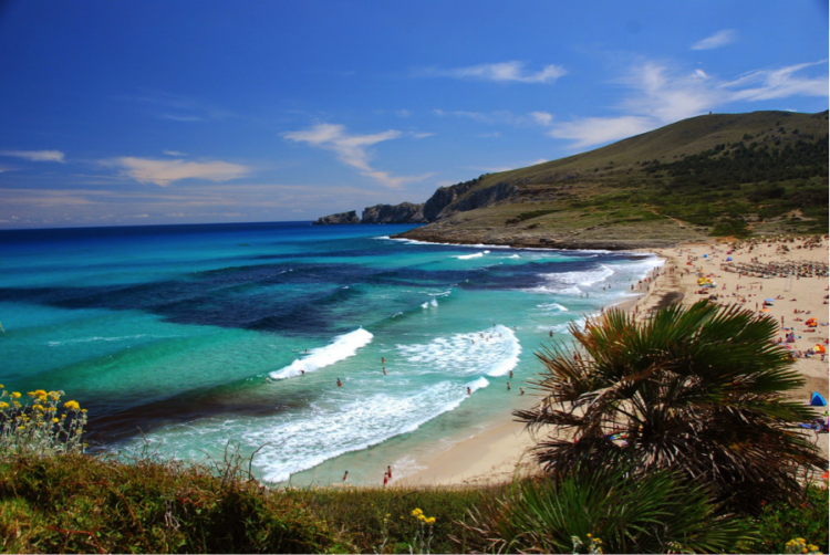 Seagrass in the Mediteranean