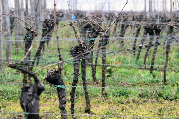 Organic farming through winegrowers’ eyes