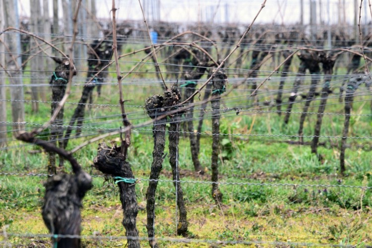 Organic farming through winegrowers’ eyes Organic farming through winegrowers’ eyes
