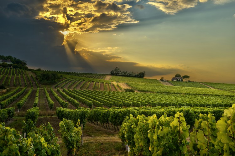 Wine Exemplar Stakeholder Meeting Wine Exemplar Stakeholder Meeting