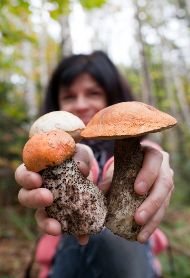 New maps reveal large variation in the use of ‘wild food’ across Europe