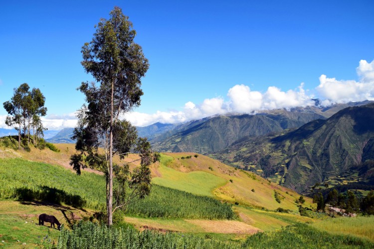 Ecosystem services and climate strategies: Analysis of tradeoffs in Peru with pantropical comparisons