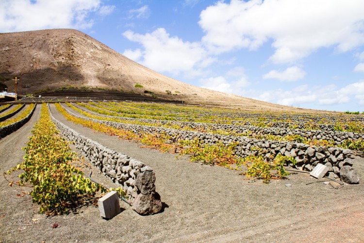 Wine exemplar: Translating from consumer values to environmental structures and functions 