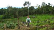 Bottom-up but also top-down – why local institutions matter for REDD+