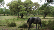 The Portuguese Montados: Cork Before Cattle