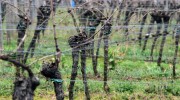 Organic farming through winegrowers’ eyes