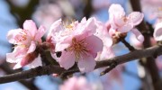 Wine, almond blossoms &amp; earthworms